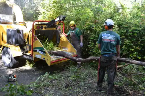 tree services North Riverside